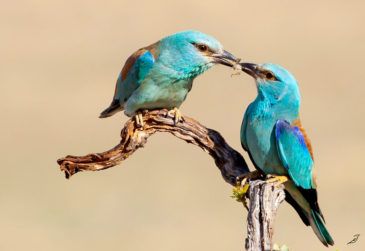 João Edgar Ferreira - Roller (Coracias Garrulus)